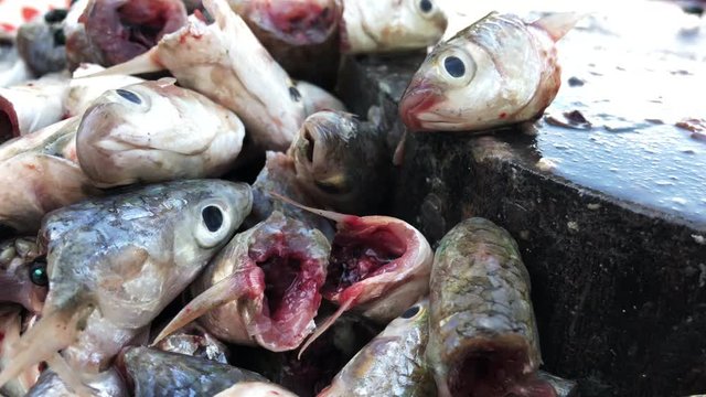  Rotten fish stinky smell with flies in Asian market - Unhealthy dirty food bacteria contaminated, food poisonous risk 