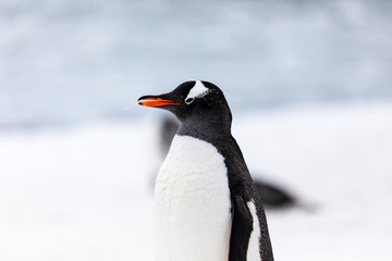 Gentoo penguin in the ice and snow of Antarctica