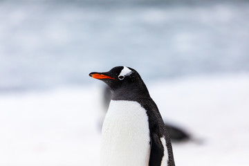 Gentoo penguin in the ice and snow of Antarctica