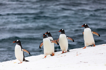 Group of gentoo penguins in the ice and snow of Antarctica