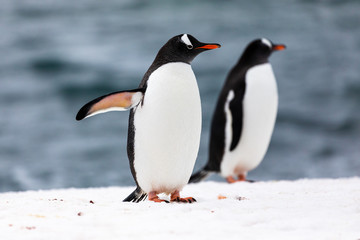 Two gentoo penguins in the ice and snow of Antarctica