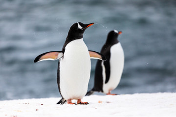 Fototapeta na wymiar Two gentoo penguins in the ice and snow of Antarctica