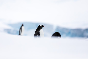 Group of gentoo penguins in the ice and snow of Antarctica