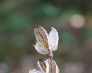 ウバユリの実