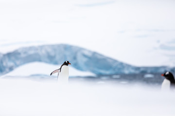 Gentoo penguin in the ice and snow of Antarctica - obrazy, fototapety, plakaty