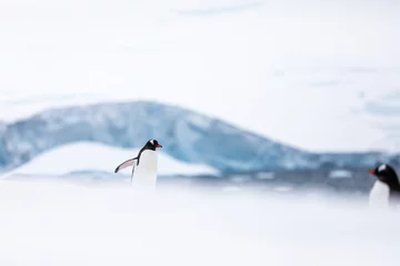 Tuinposter Ezelspinguïn in het ijs en de sneeuw van Antarctica © Gabi