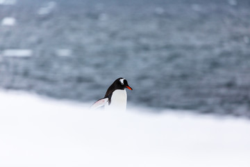 Gentoo penguin in the ice and snow of Antarctica