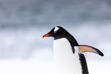 Gentoo penguin in the ice and snow of Antarctica