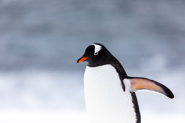 Fototapeta na wymiar Gentoo penguin in the ice and snow of Antarctica