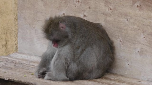 Portrait of a japanese macaque (snow monkey).