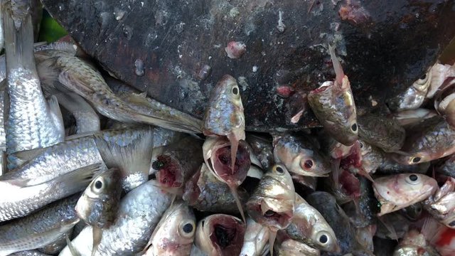 Rotten fish stinky smell with flies in Asian market - Unhealthy dirty food bacteria contaminated, food poisonous risk 
