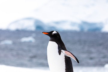 Gentoo penguin in the ice and snow of Antarctica