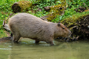Capybara, Hydrochoerus hydrochaeris grazing on fresh green grass