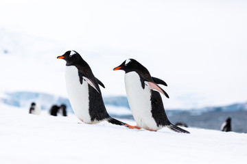 Two gentoo penguins in the ice and snow of Antarctica