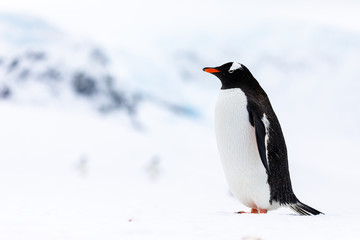 Obraz premium Gentoo penguin in the ice and snow of Antarctica