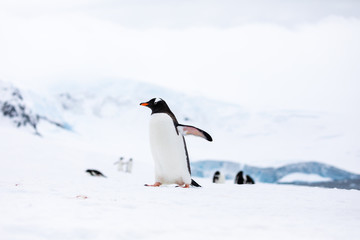Naklejka premium Gentoo penguin in front of a group of penguins on a slope in the snow and ice of Antarctica