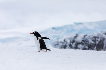 Obraz premium Gentoo penguin in the ice and snow of Antarctica