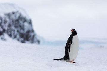 Obraz premium Gentoo penguin in the ice and snow of Antarctica
