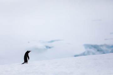 Gentoo penguin in the ice and snow of Antarctica