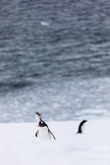 Group of gentoo penguins in the ice and snow of Antarctica