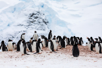 Obraz premium Group of gentoo penguins in the ice and snow of Antarctica