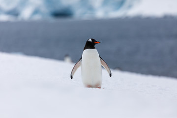Obraz premium Gentoo penguin in the ice and snow of Antarctica