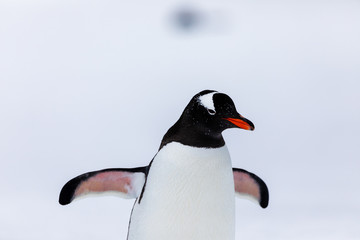 Gentoo penguin in the snow and ice of Antarctica