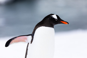 Gentoo penguin in the snow and ice of Antarctica