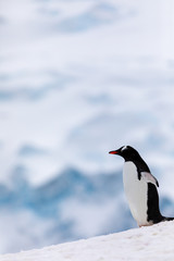 Gentoo penguin in the snow and ice of Antarctica