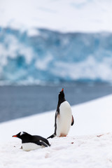 Obraz premium Gentoo penguin in the snow and ice of Antarctica