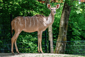 The common eland, Taurotragus oryx is a savannah antelope