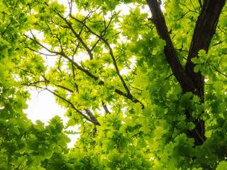 Young green oak leaves against the sky
