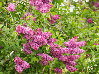 Branches of decorative lilac on a background of green leaves