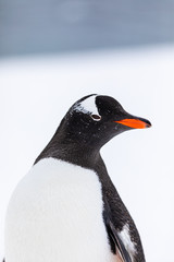 Gentoo penguin in the snow and ice of Antarctica