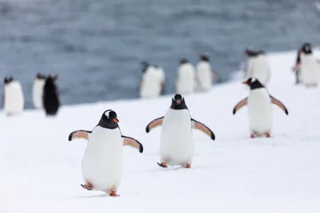 Rolgordijnen Group of gentoo penguins walking out of the water in Antarctica © Gabi