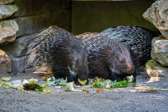 Indian crested Porcupine, Hystrix indica in a german zoo