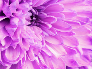 Background from pink chrysanthemum flower. Holidays concept valentine's and women day