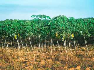 Fototapeta na wymiar Cassava field with blue sky, Cassava plantation Northeast of Thailand