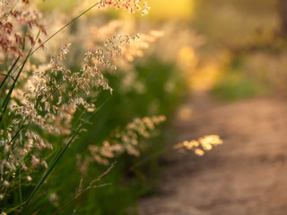Melinis repens, Natal Red-top flower , blurry and soft focus under windy condition., Beautiful grass flowers
