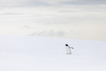 Gentoo penguin in the snow and ice of Antarctica