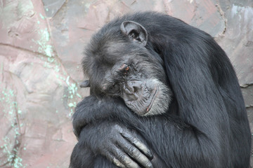 Portrait of a sad chimpanzee