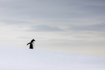 Gentoo penguin in the snow and ice of Antarctica