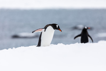 Fototapeta premium Gentoo penguin in the snow and ice of Antarctica