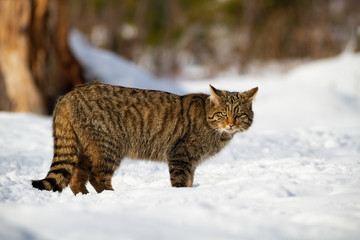 European wildcat, felis silvestris, looking piercingly and dangerously into the camera. A striped green-eyed cat of prey standing in the middle of winter landscape. © WildMedia