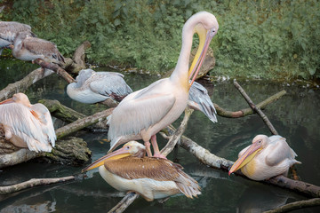 American white pelicans sleeping on the branches in a group