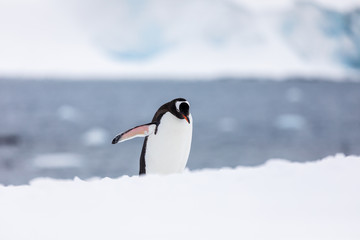 Naklejka premium Gentoo penguin in the snow and ice of Antarctica
