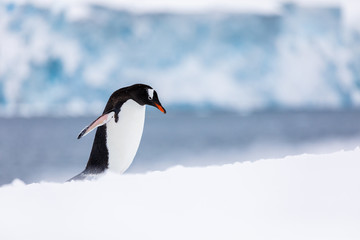 Fototapeta premium Gentoo penguin in the snow and ice of Antarctica