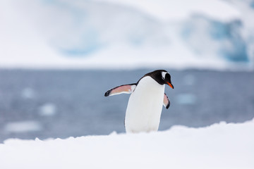 Fototapeta premium Gentoo penguin in the snow and ice of Antarctica