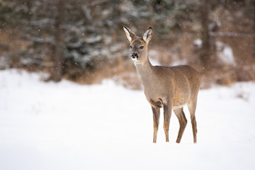 Adult roe deer, capreolus capreolus, listening and observing the snowy surroundings with trees in the background. Dreamy doe grazing on the winter meadow. Solitary animal with snowflakes on the nose.