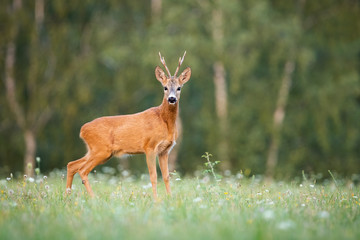 Surprised roe deer, capreolus capreolus, buck looking to camera on a meadow in summer at sunset....